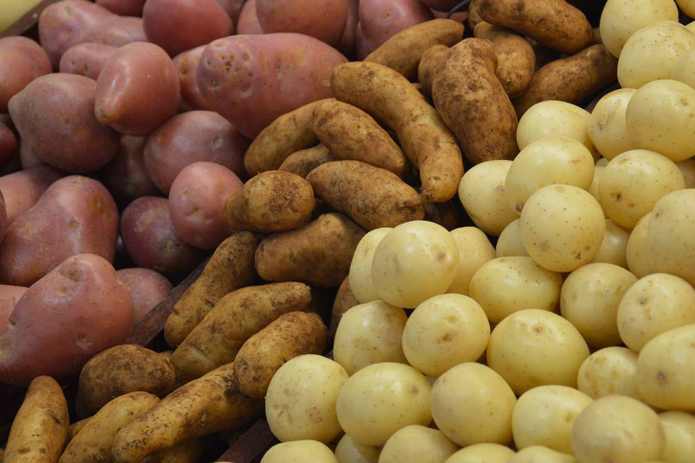 Le proteine della patata possono aiutare a mantenere i muscoli